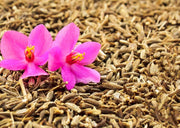 Cumin, Culinary & Medicinal Herbs - BoxGardenSeedsLLC - Culinary/Medicinal Herbs - Seeds - USA Seller, Thank you for shopping here today, Naturally Grown GMO Free Seeds, Heirloom Open Pollinated Seeds, Fresh Top Quality Premium Seeds