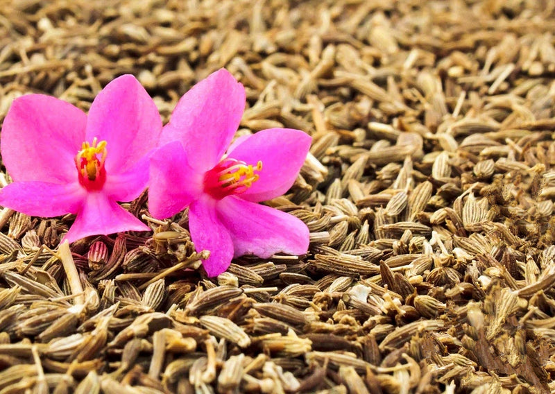 Cumin, Culinary & Medicinal Herbs - BoxGardenSeedsLLC - Culinary/Medicinal Herbs - Seeds - USA Seller, Thank you for shopping here today, Naturally Grown GMO Free Seeds, Heirloom Open Pollinated Seeds, Fresh Top Quality Premium Seeds