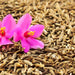 Cumin, Culinary & Medicinal Herbs, - BoxGardenSeedsLLC -Culinary/Medicinal Herbs - Seeds