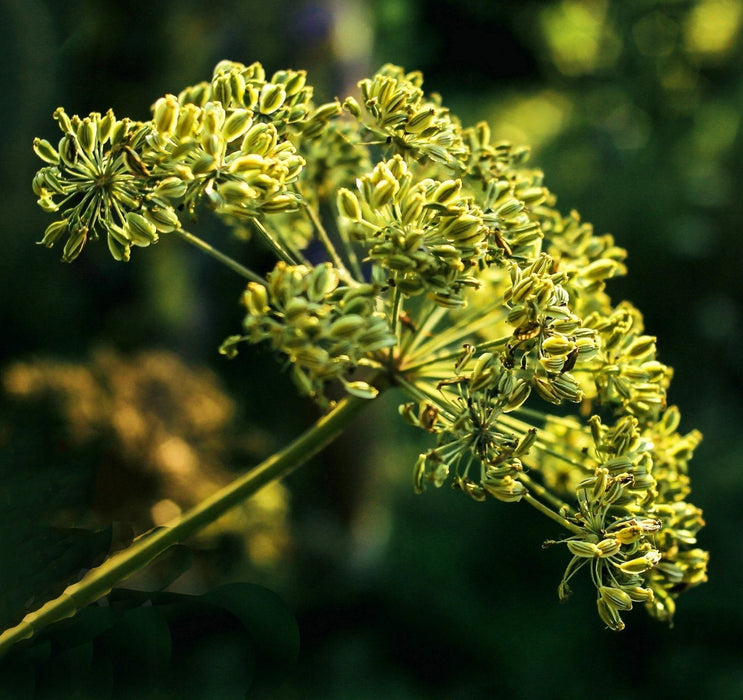 Cumin, Culinary & Medicinal Herbs, - BoxGardenSeedsLLC -Culinary/Medicinal Herbs - Seeds