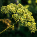 Cumin, Culinary & Medicinal Herbs, - BoxGardenSeedsLLC -Culinary/Medicinal Herbs - Seeds