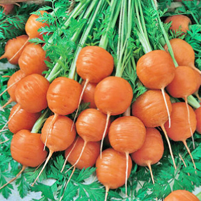 - BoxGardenSeedsLLC - Parisian, Carrot, - Carrots - Seeds