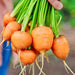 Parisian, Carrot, - BoxGardenSeedsLLC -Carrots - Seeds