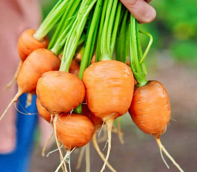 Parisian, Carrot - BoxGardenSeedsLLC - Carrots - Seeds - USA Seller, Thank you for shopping here today, Naturally Grown GMO Free Seeds, Heirloom Open Pollinated Seeds, Fresh Top Quality Premium Seeds