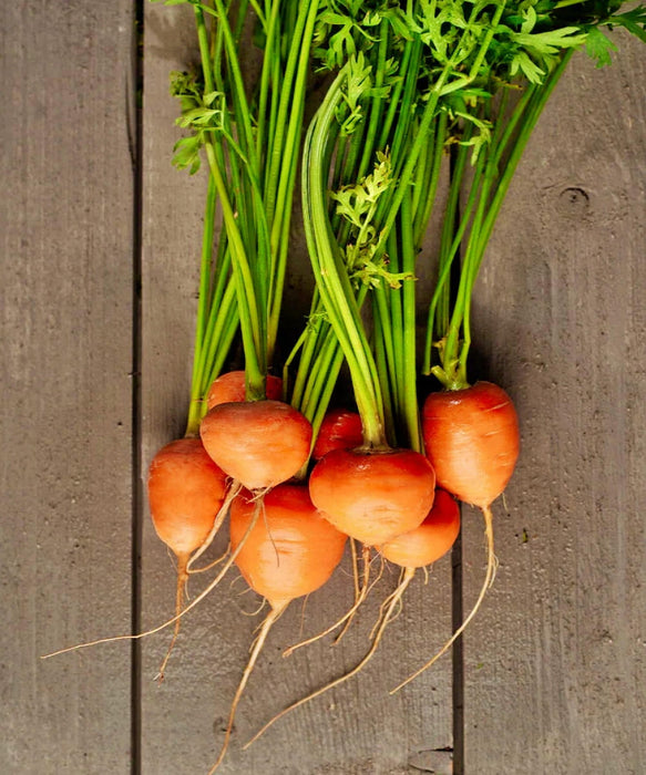 - BoxGardenSeedsLLC - Parisian, Carrot, - Carrots - Seeds