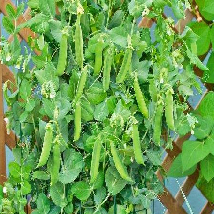 Patio Pride, Peas, -- BoxGardenSeedsLLC -Peas - Seeds