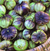 Purple de Milpa, Tomatillo -- BoxGardenSeedsLLC -Tomatoes,Tomatillos - Seeds