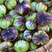 Purple de Milpa, Tomatillo, - BoxGardenSeedsLLC -Abundant Stock SALE - Seeds