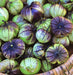 - BoxGardenSeedsLLC - Purple de Milpa, Tomatillo - - Seeds