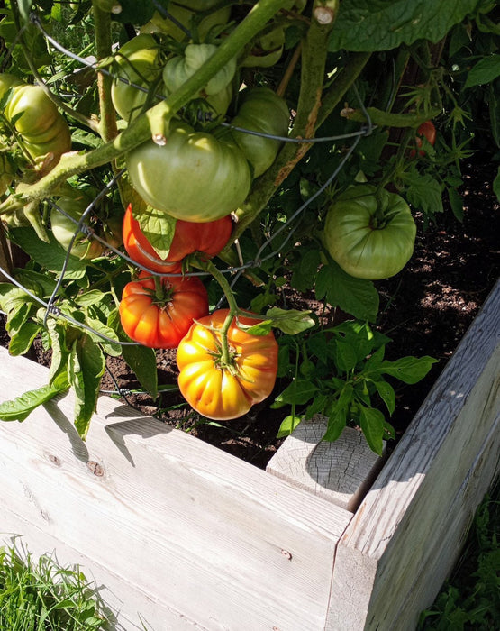 Pink Brandywine, Tomato, -- BoxGardenSeedsLLC -Tomatoes,Tomatillos - Seeds