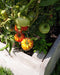 Pink Brandywine, Tomato, -- BoxGardenSeedsLLC -Tomatoes,Tomatillos - Seeds