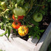 Pink Brandywine, Tomato, - BoxGardenSeedsLLC -Tomatoes,Tomatillos - Seeds