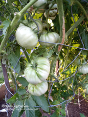 Pink Brandywine, Tomato - BoxGardenSeedsLLC - Tomatoes,Tomatillos - Seeds - 