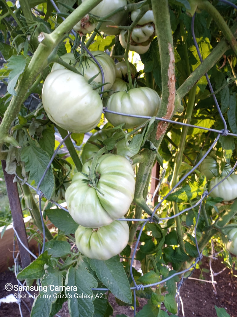 Pink Brandywine, Tomato - BoxGardenSeedsLLC - Tomatoes,Tomatillos - Seeds - 