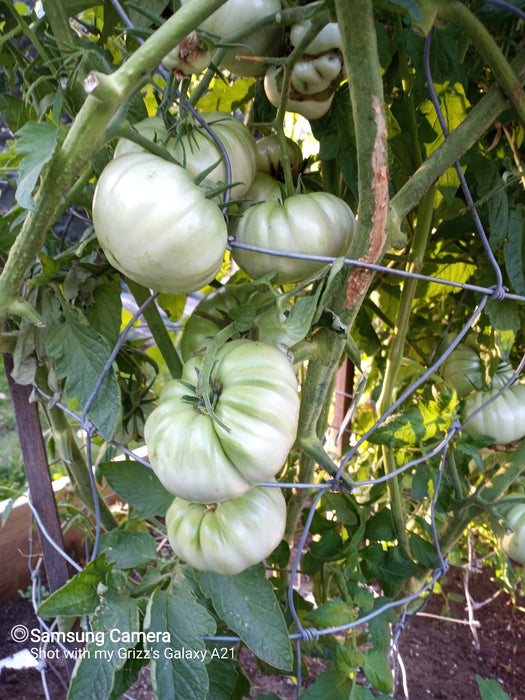 Pink Brandywine, Tomato, -- BoxGardenSeedsLLC -Tomatoes,Tomatillos - Seeds