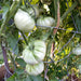 Pink Brandywine, Tomato, - BoxGardenSeedsLLC -Tomatoes,Tomatillos - Seeds