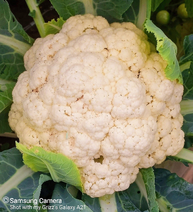 Snowball Y Improved, Cauliflower, - BoxGardenSeedsLLC -Broccoli,Cauliflower - Seeds