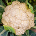 Snowball Y Improved, Cauliflower, - BoxGardenSeedsLLC -Broccoli,Cauliflower - Seeds