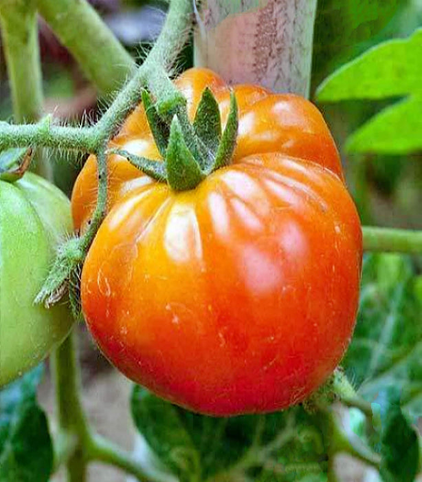 Old German, Tomato, - BoxGardenSeedsLLC -Tomatoes,Tomatillos - Seeds