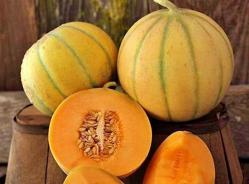 Charentais, Melon - BoxGardenSeedsLLC - Melons, Cantaloupe - Seeds - USA Seller, Thank you for shopping here today, Naturally Grown GMO Free Seeds, Heirloom Open Pollinated Seeds, Fresh Top Quality Premium Seeds