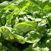 Tom Thumb, Lettuce, - BoxGardenSeedsLLC -Lettuce - Seeds