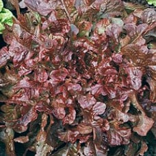 - BoxGardenSeedsLLC - Red Salad Bowl Leaf, Lettuce, - Lettuce - Seeds