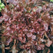 - BoxGardenSeedsLLC - Red Salad Bowl Leaf, Lettuce, - Lettuce - Seeds