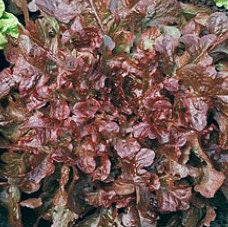 Red Salad Bowl Leaf, Lettuce, - BoxGardenSeedsLLC -Lettuce - Seeds