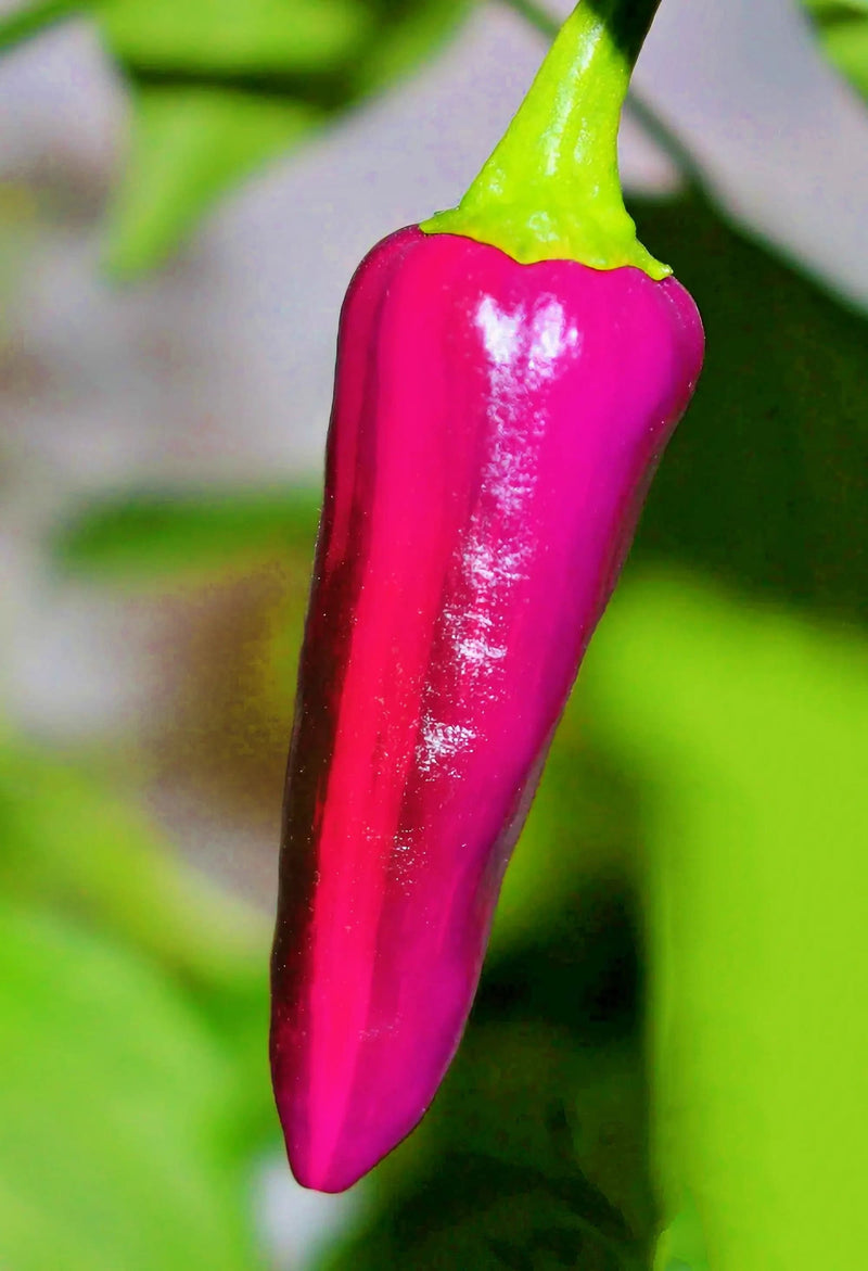 Purple Tiger, Hot Pepper - BoxGardenSeedsLLC - Peppers,Eggplants - Seeds - USA Seller, Thank you for shopping here today, Naturally Grown GMO Free Seeds, Heirloom Open Pollinated Seeds, Fresh Top Quality Premium Seeds