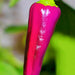 Purple Tiger, Hot Pepper, - BoxGardenSeedsLLC -Peppers,Eggplants - Seeds