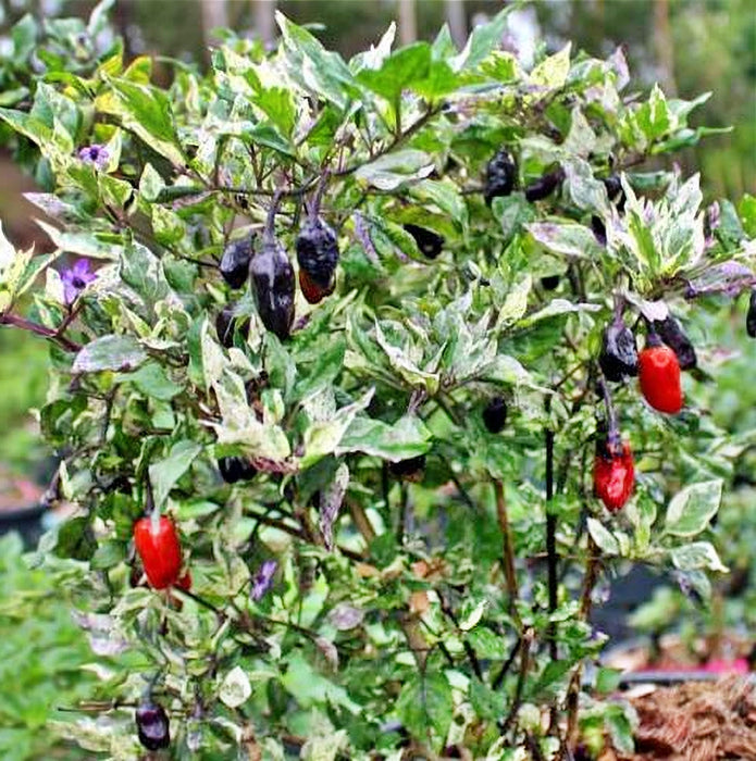 Purple Tiger, Hot Pepper, -- BoxGardenSeedsLLC -Peppers,Eggplants - Seeds