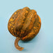 Table King Acorn, Winter Squash - BoxGardenSeedsLLC - Squash,Pumpkins - Seeds - USA Seller, Thank you for shopping here today, Naturally Grown GMO Free Seeds, Heirloom Open Pollinated Seeds, Fresh Top Quality Premium Seeds
