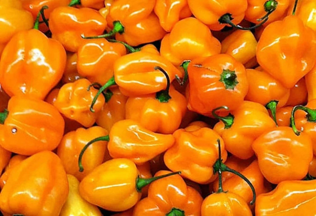 Caribbean Habanero Blend, Hot Pepper, -- BoxGardenSeedsLLC -Peppers,Eggplants - Seeds