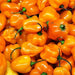 Caribbean Habanero Blend, Hot Pepper, - BoxGardenSeedsLLC -Peppers,Eggplants - Seeds