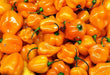 - BoxGardenSeedsLLC - Hot and Sweet Pepper Collection 8 Pack Seed Kit - - Seeds