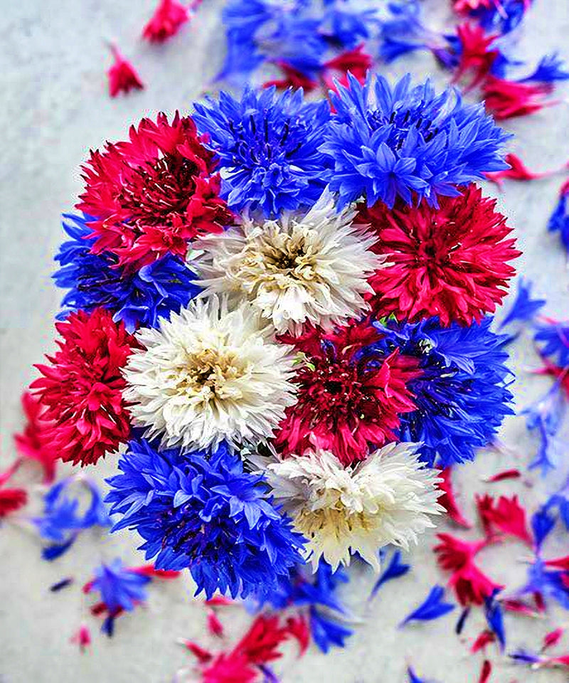 Patriot, Cornflower Mix - BoxGardenSeedsLLC - Culinary/Medicinal Herbs - Seeds - Thank you for shopping here today, Non GMO Seeds, Naturally Grown Seeds, Grown to Organic Standards, Heirloom Seeds, Open Pollinated Seeds, Fresh Premier Seeds, USA Seller