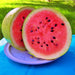 Bozeman, Watermelon, - BoxGardenSeedsLLC -Abundant Stock SALE - Seeds