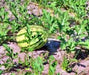 Dixie Queen, Watermelon, -- BoxGardenSeedsLLC -Melons, Cantaloupe - Seeds