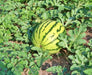 Dixie Queen, Watermelon, -- BoxGardenSeedsLLC -Melons, Cantaloupe - Seeds