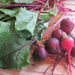 Heirloom Beets, Seed Kit, - BoxGardenSeedsLLC -Beet,Turnips,Parsnips - Seeds