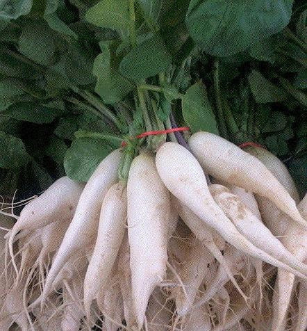 White Icicle, Radish, -- BoxGardenSeedsLLC -Radishes - Seeds