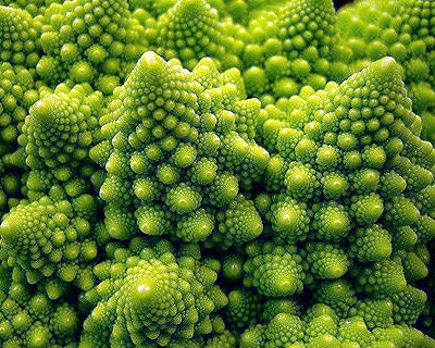 Romanesco Italian, Broccoli, -- BoxGardenSeedsLLC -Broccoli,Cauliflower - Seeds