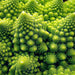 Romanesco Italian, Broccoli, - BoxGardenSeedsLLC -Broccoli,Cauliflower - Seeds