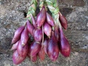 Red of Florence, Onion - BoxGardenSeedsLLC - Onions,Leeks - Seeds - USA Seller, Thank you for shopping here today, Naturally Grown GMO Free Seeds, Heirloom Open Pollinated Seeds, Fresh Top Quality Premium Seeds