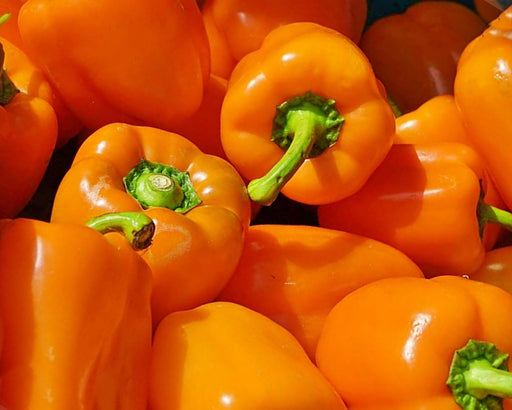 Horizon, Sweet Bell Pepper, - BoxGardenSeedsLLC -Peppers,Eggplants - Seeds