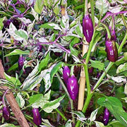 Purple Tiger, Hot Pepper - BoxGardenSeedsLLC - Peppers,Eggplants - Seeds - USA Seller, Thank you for shopping here today, Naturally Grown GMO Free Seeds, Heirloom Open Pollinated Seeds, Fresh Top Quality Premium Seeds