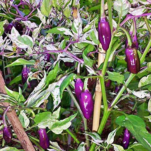 - BoxGardenSeedsLLC - Purple Tiger Hot Pepper - Peppers,Eggplants - Seeds