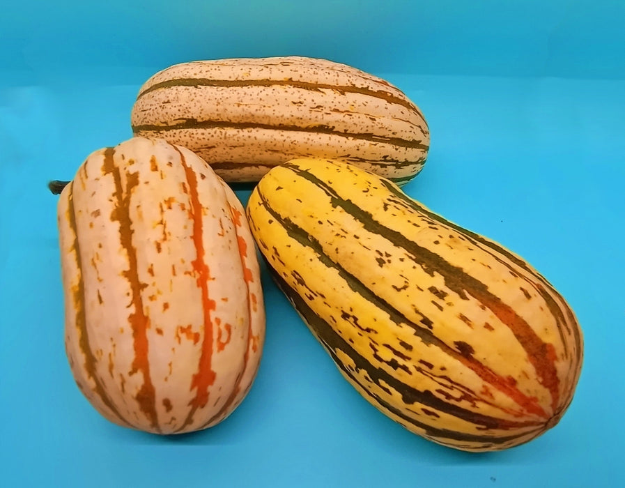 Bush Delicata, Winter Squash, - BoxGardenSeedsLLC -Squash,Pumpkins - Seeds