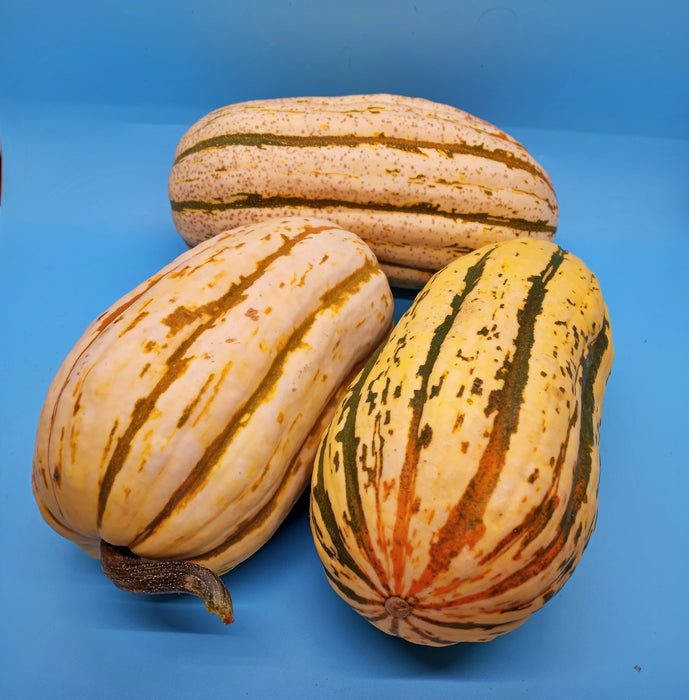 Bush Delicata, Winter Squash, -- BoxGardenSeedsLLC -Squash,Pumpkins - Seeds