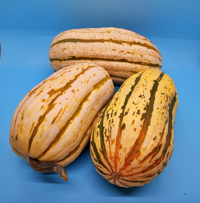 Bush Delicata, Winter Squash, - BoxGardenSeedsLLC -Squash,Pumpkins - Seeds